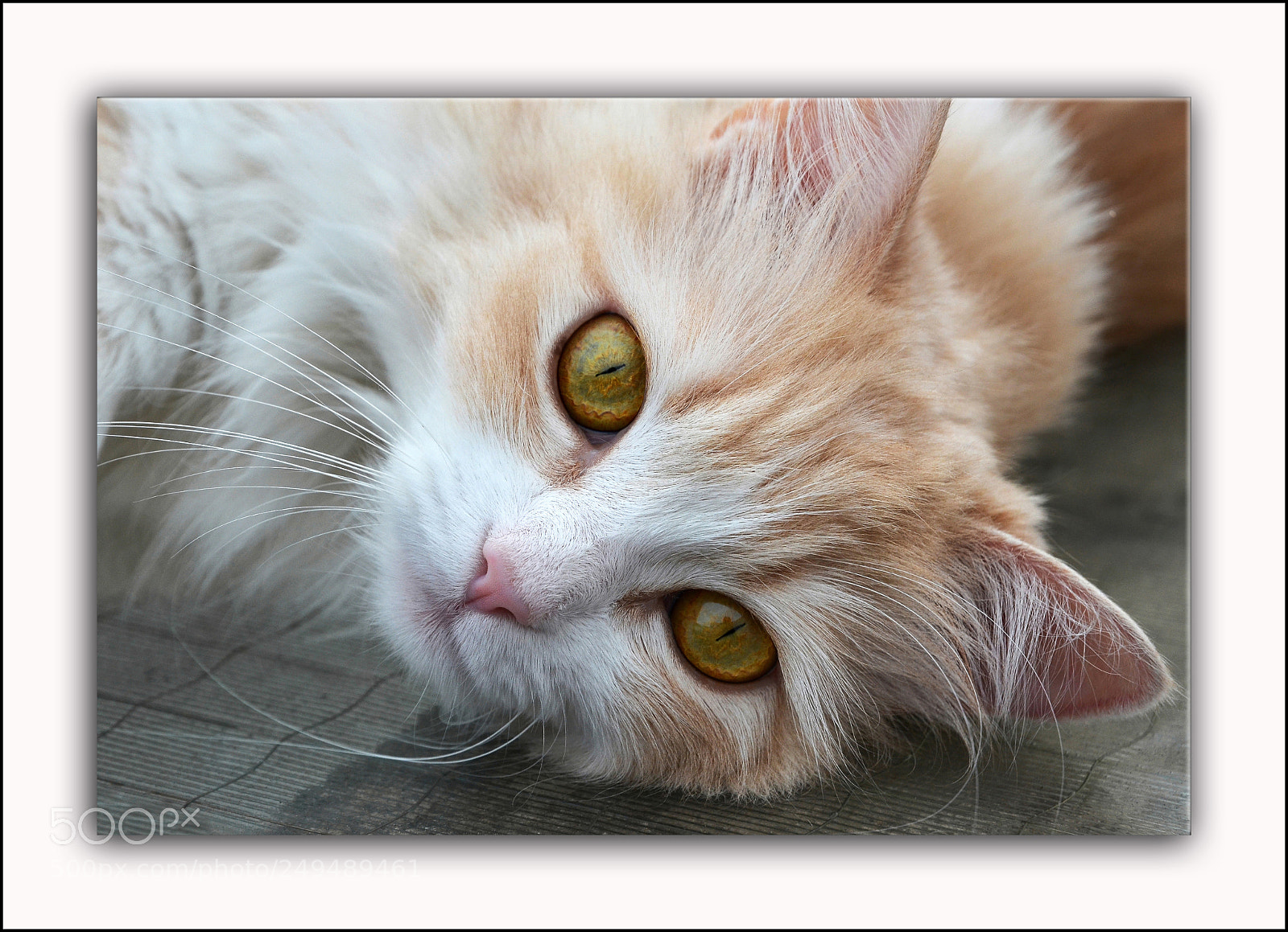 Nikon D5100 sample photo. Patty photography