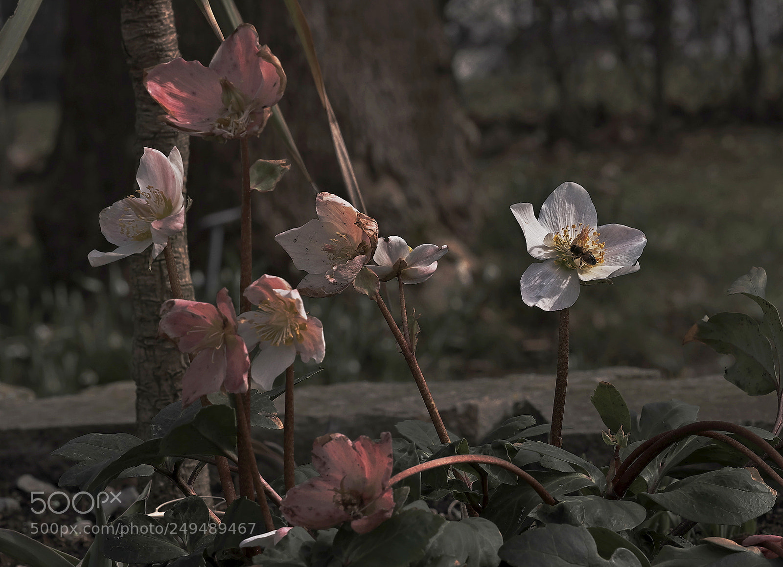 Fujifilm X-T2 sample photo. Christrose photography