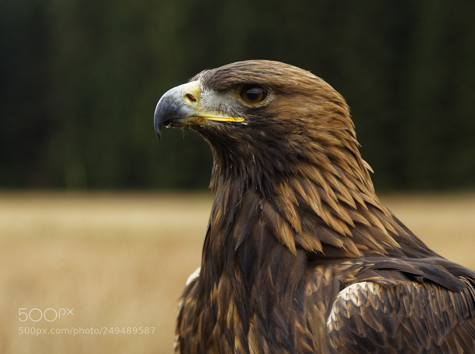 Canon EOS 5D Mark IV sample photo. Golden eagle portrait photography