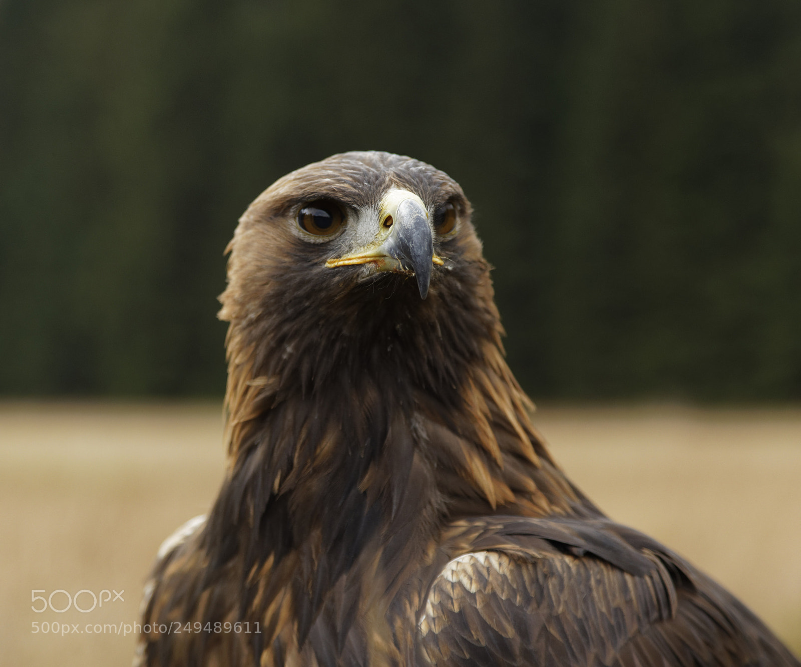 Canon EOS 5D Mark IV sample photo. Golden eagle portrait photography