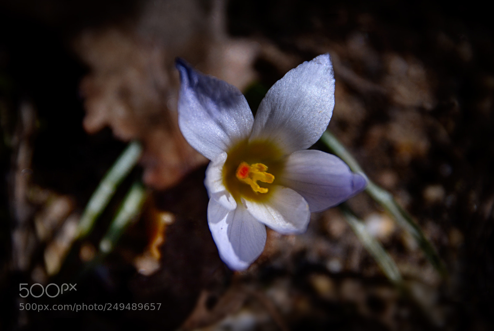 Nikon D7000 sample photo. Alive photography