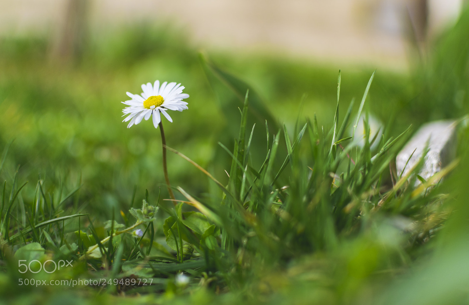 Nikon D3300 sample photo. Single elegant daisy in photography