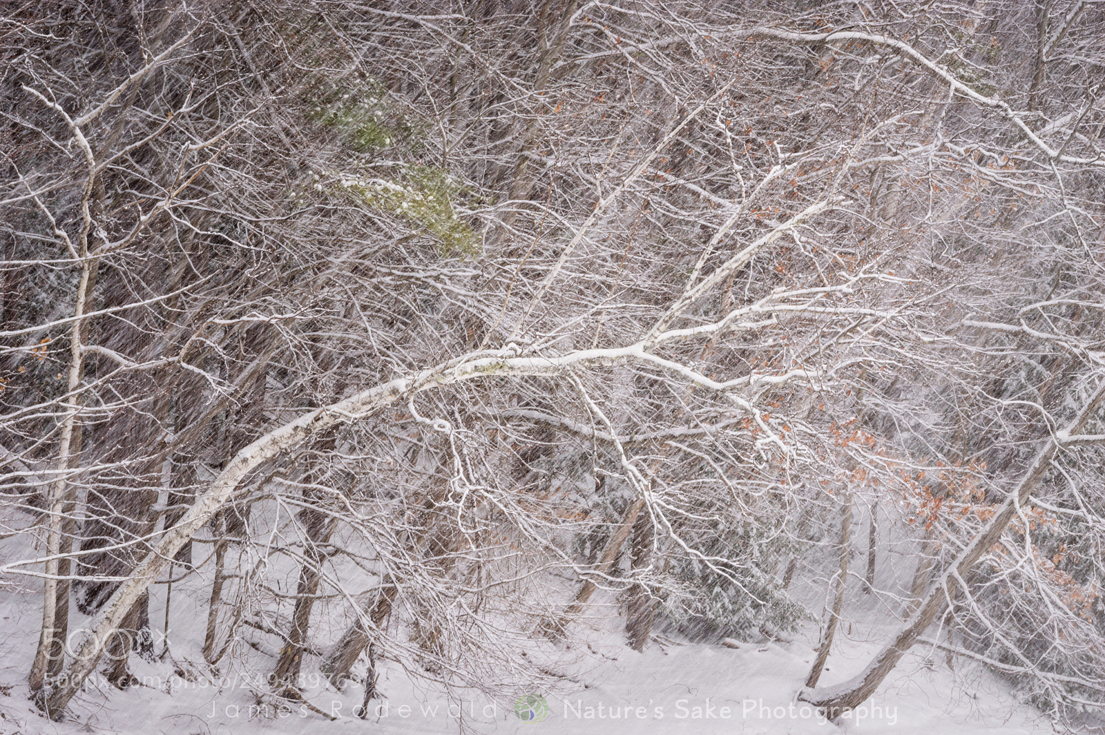 Nikon D3200 sample photo. "snow swept birch." photography