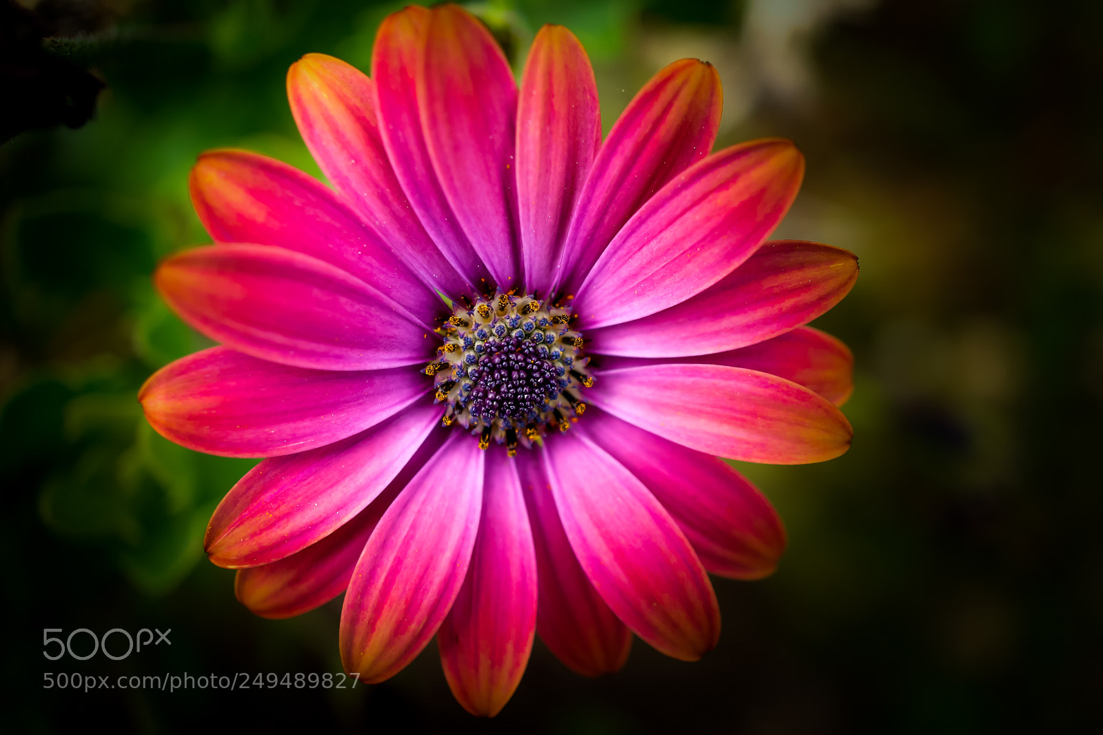 Sony a6000 sample photo. Macro beauty 3 photography