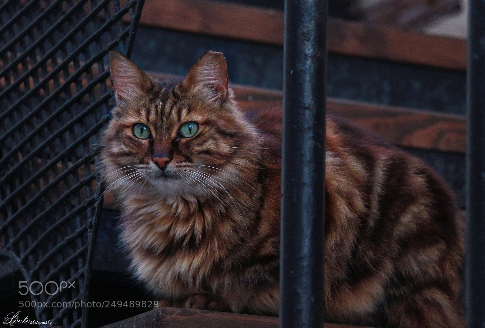 Canon EOS 700D (EOS Rebel T5i / EOS Kiss X7i) sample photo. Camouflage :) photography
