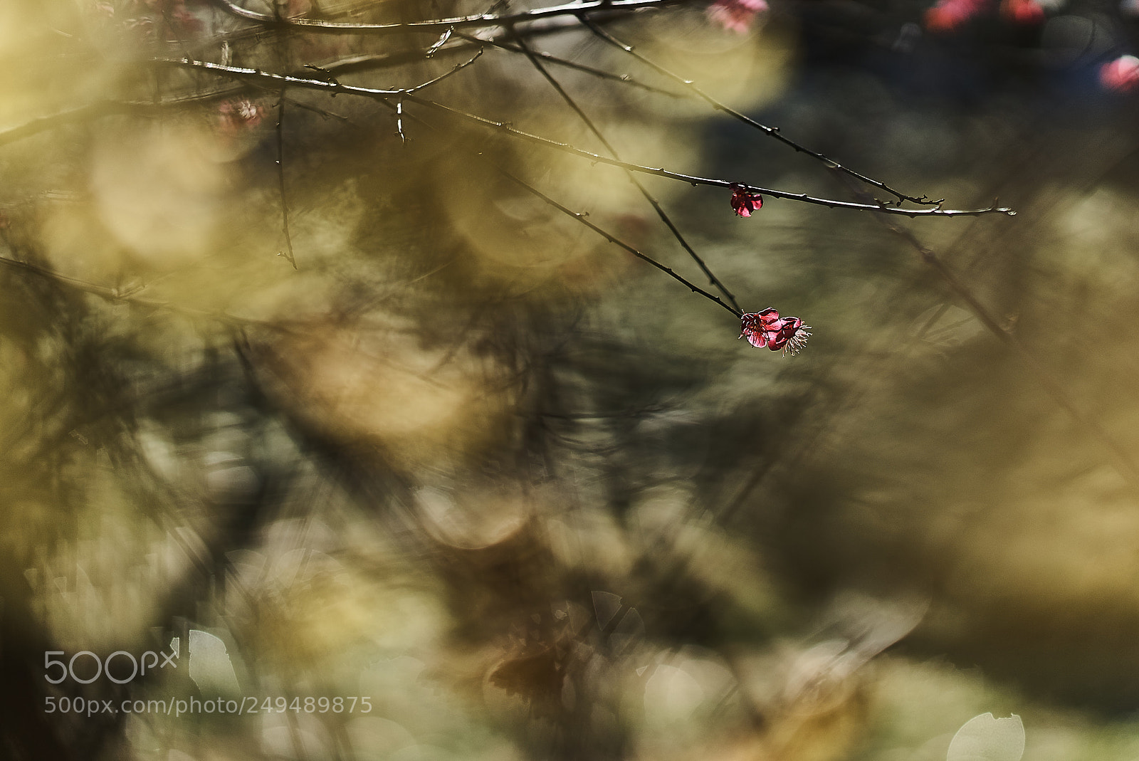 Sony a7S sample photo. Tricolore photography