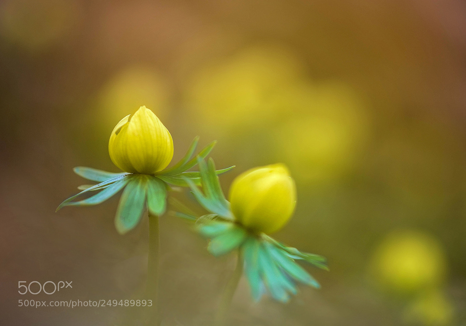 Nikon D810 sample photo. Eranthis hyemalis photography