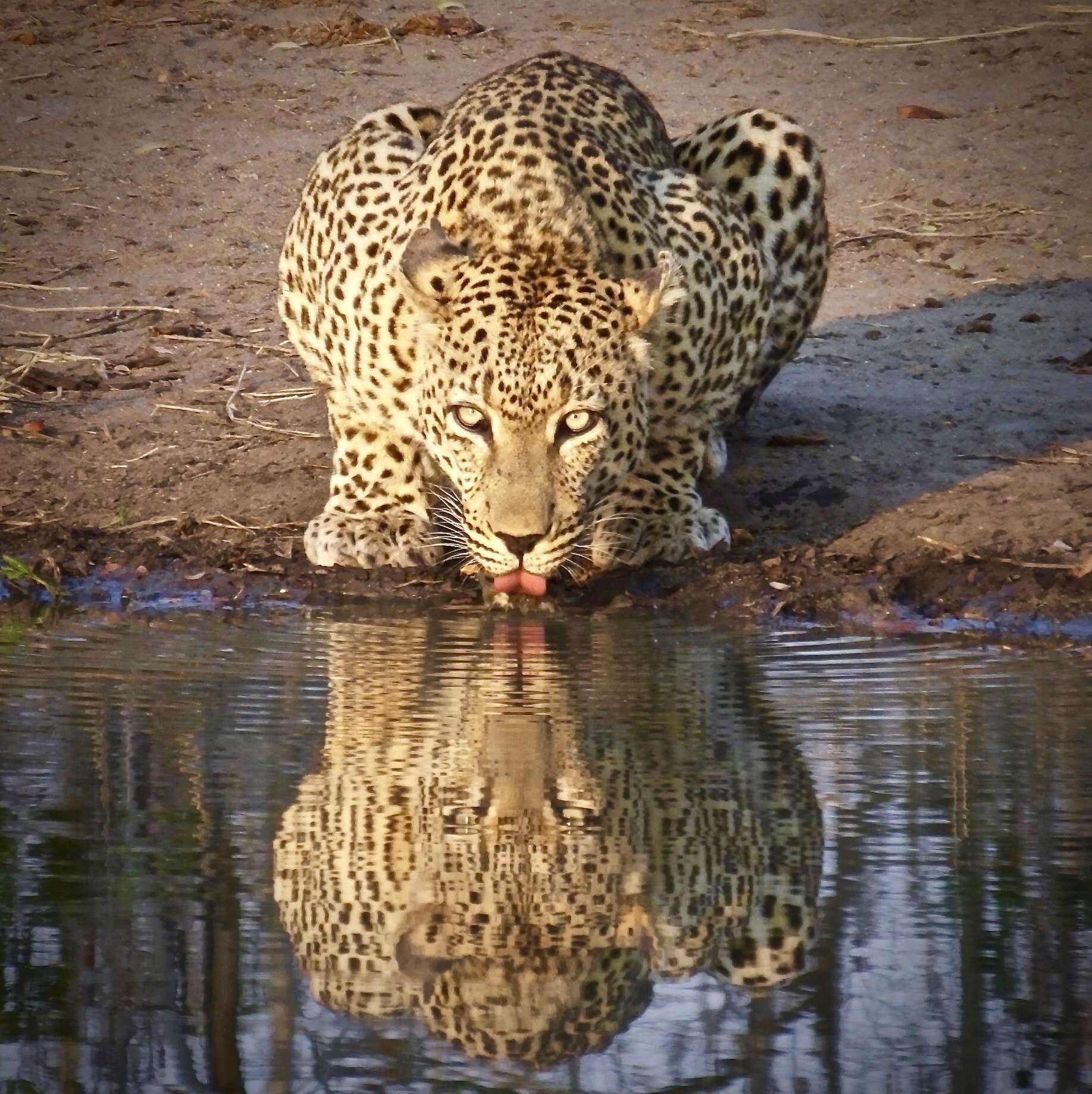 Fujifilm FinePix HS50 EXR sample photo. Mvula in the sabi sands photography