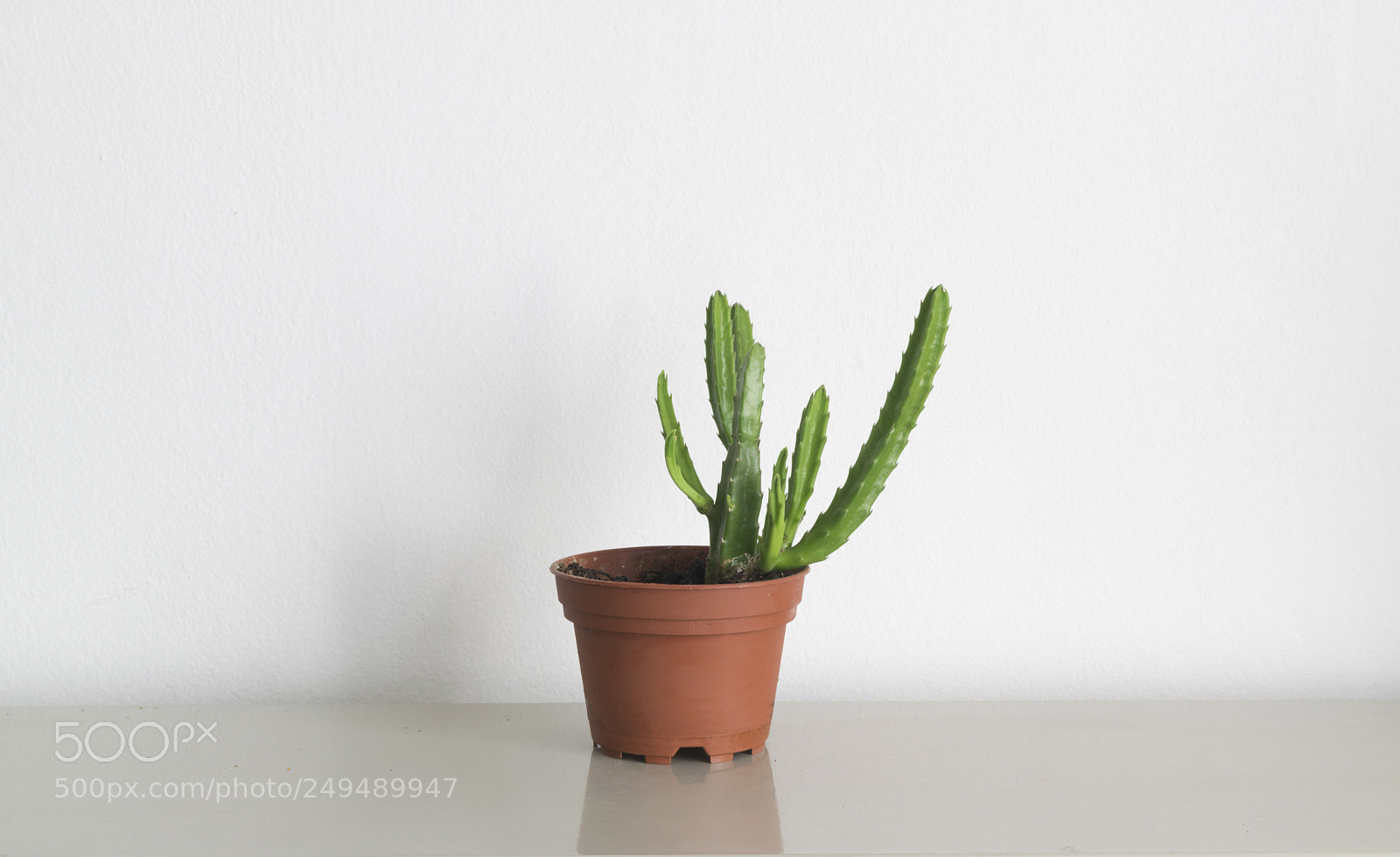 Nikon D3300 sample photo. Green cactus in brown photography