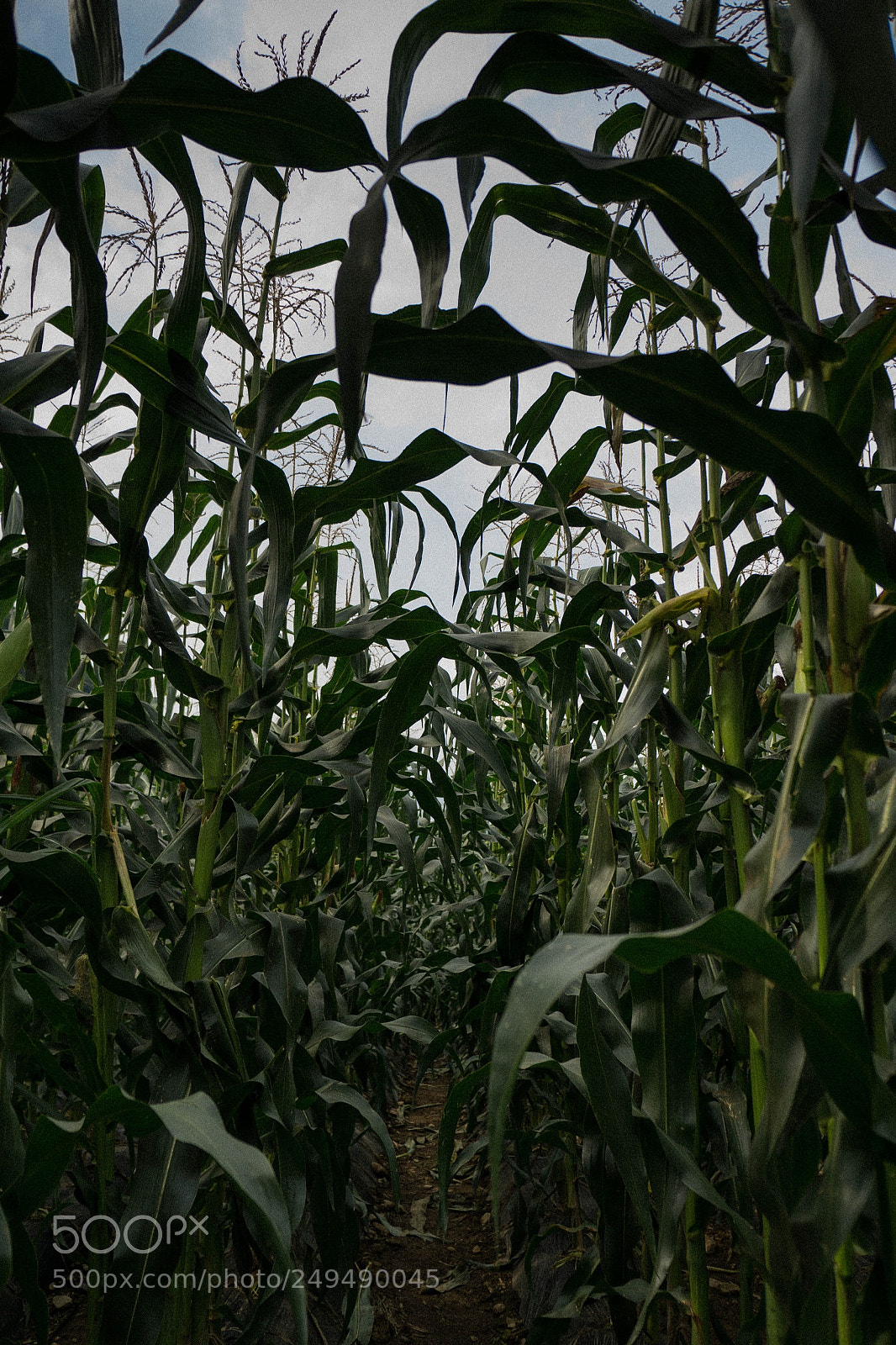 Sony a6000 sample photo. Corn field in chungcheongbuk-do photography