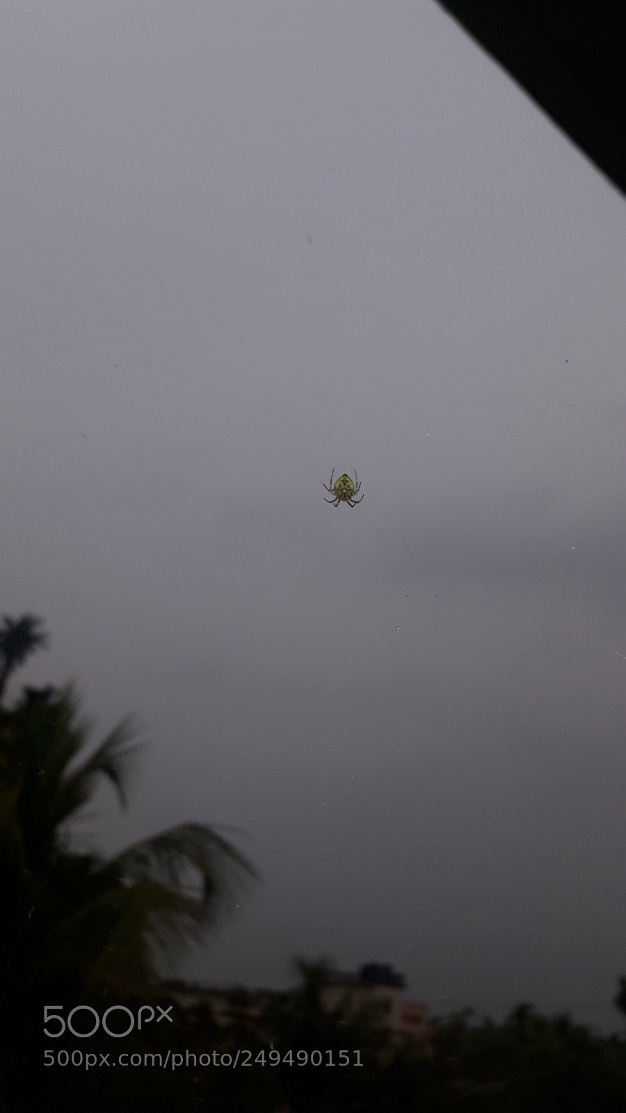 Samsung Galaxy J7 Neo sample photo. Spider photography