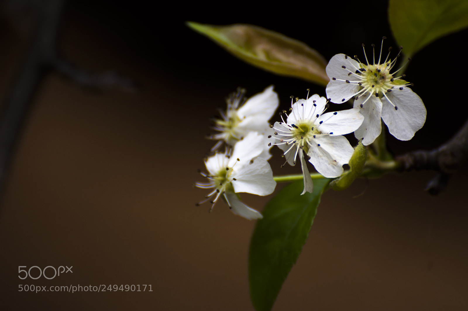 Nikon D7200 sample photo. Untitled photography