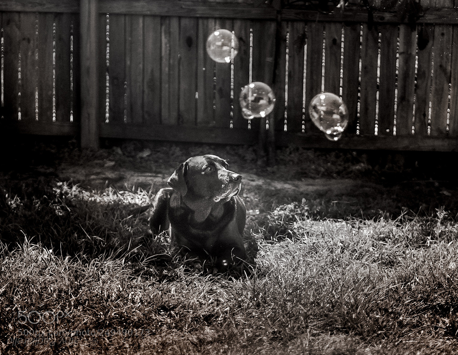 Sony a6000 sample photo. A dog and his photography