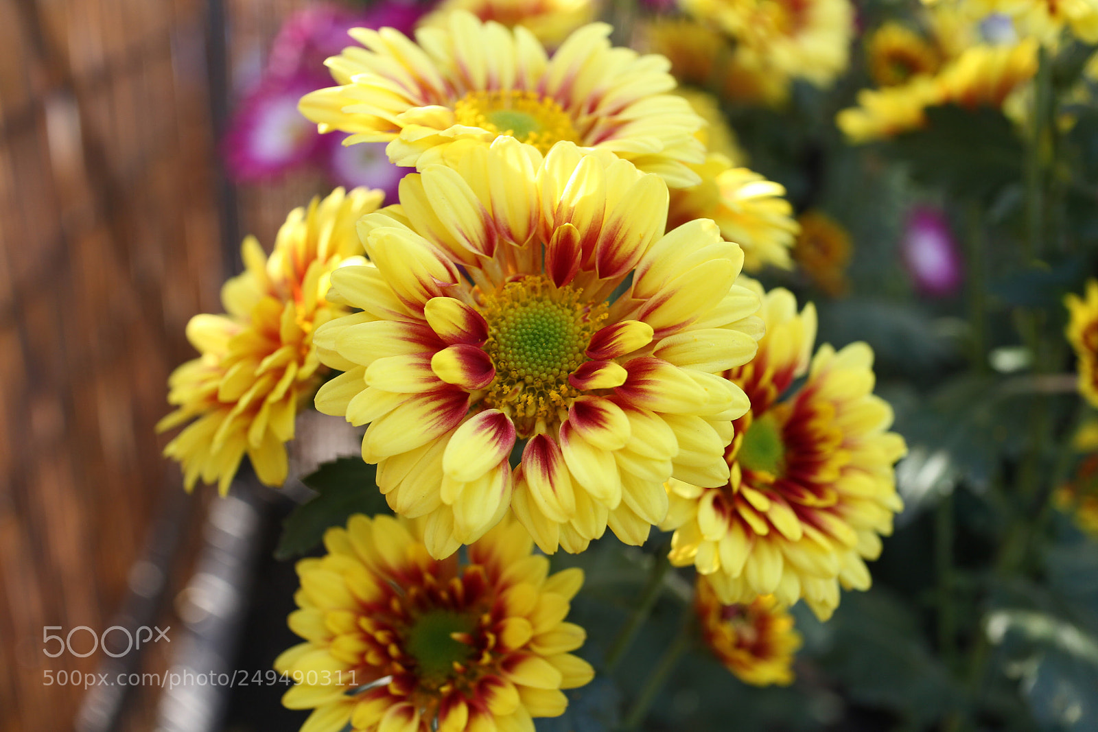 Canon EOS M sample photo. Chrysanthemum photography