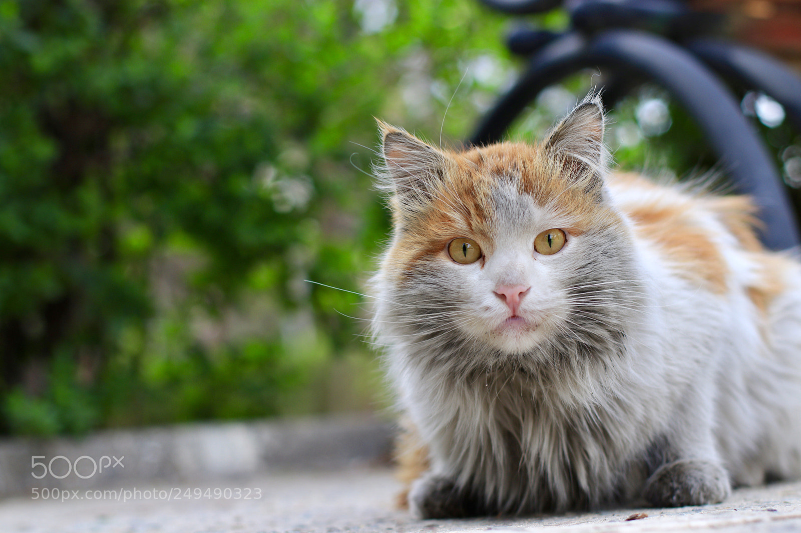 Canon EOS 80D sample photo. Curiosity photography