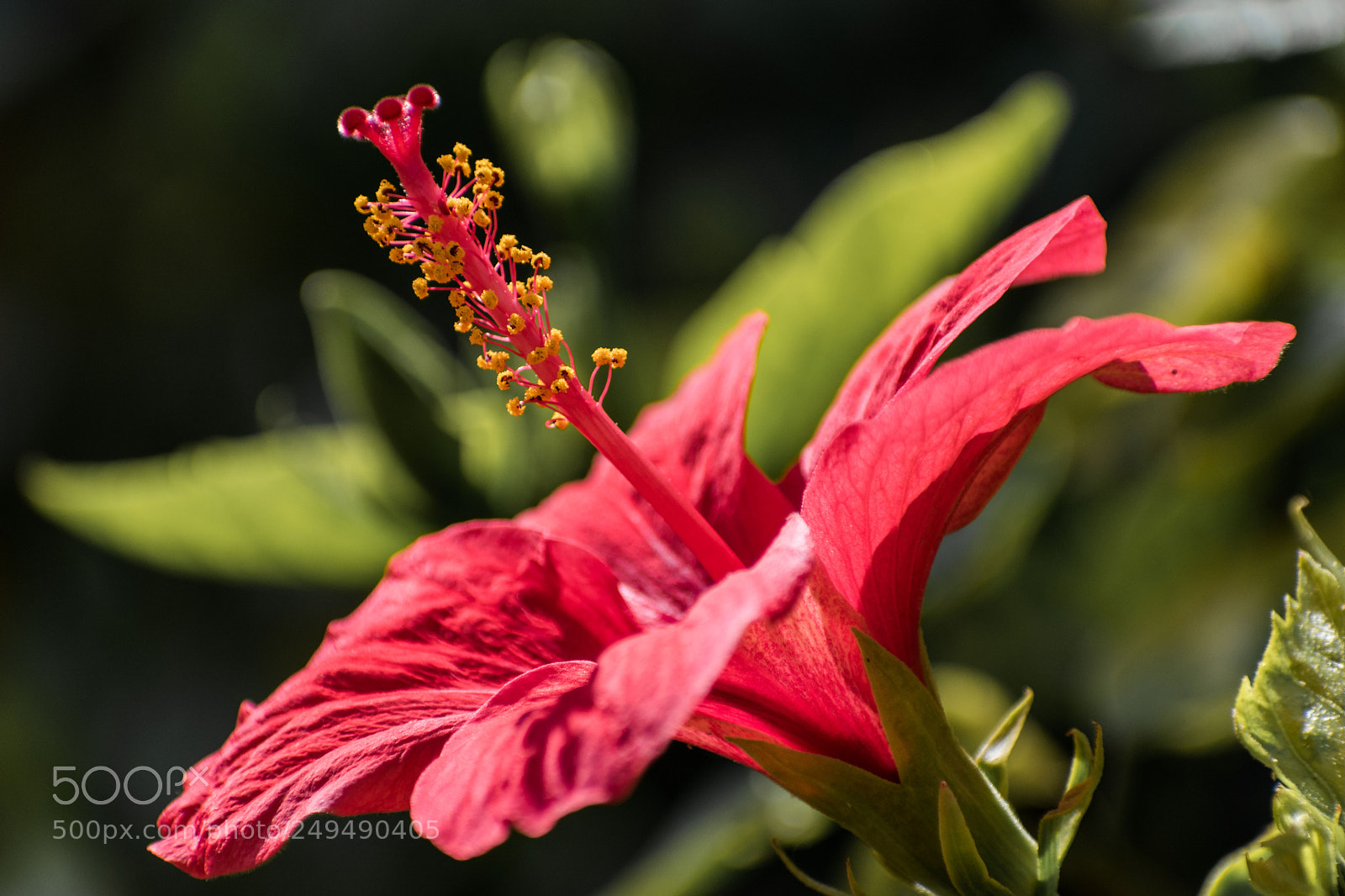 Nikon D5600 sample photo. Hibiscus photography