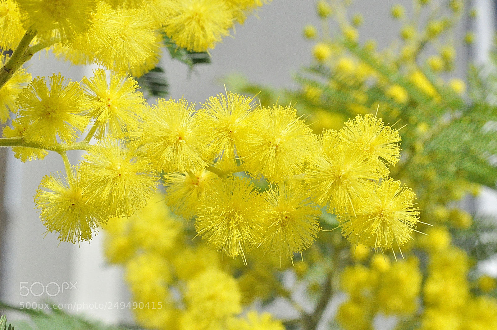 Nikon D5000 sample photo. Beautiful mimosa photography