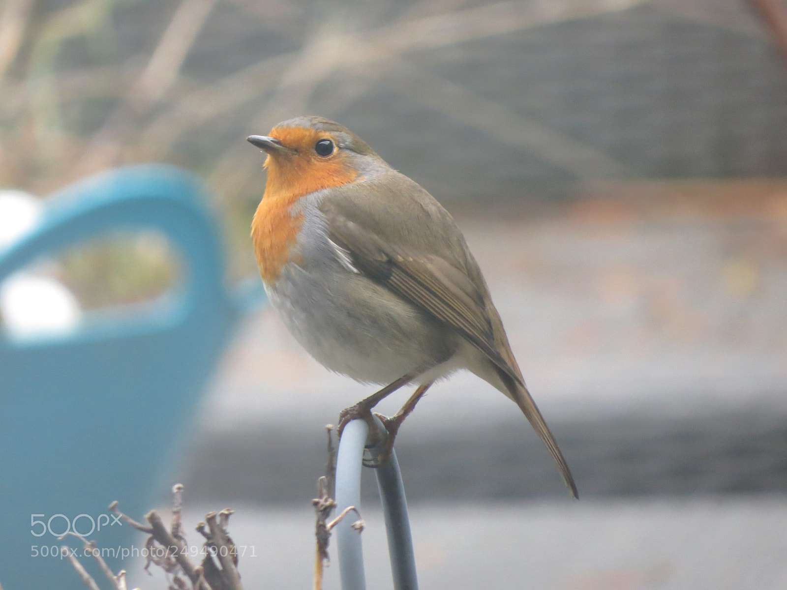 Canon PowerShot SX50 HS sample photo. Robin photography