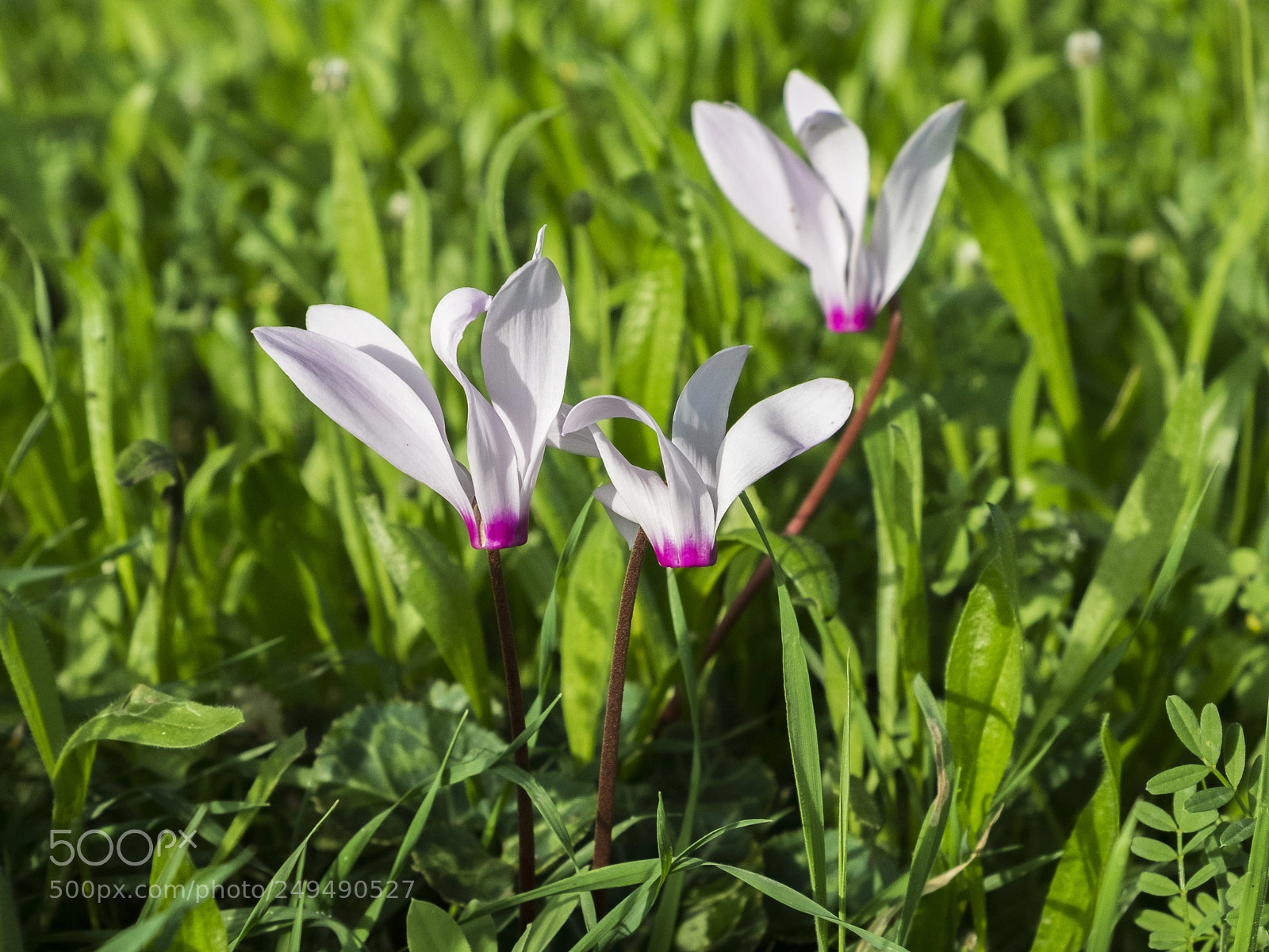 Fujifilm X-E1 sample photo. Spring cyclamen photography