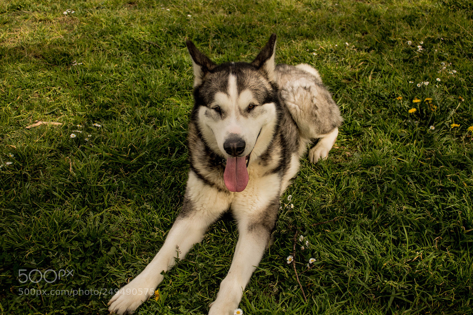Canon EOS 1100D (EOS Rebel T3 / EOS Kiss X50) sample photo. Alaskan malamute photography