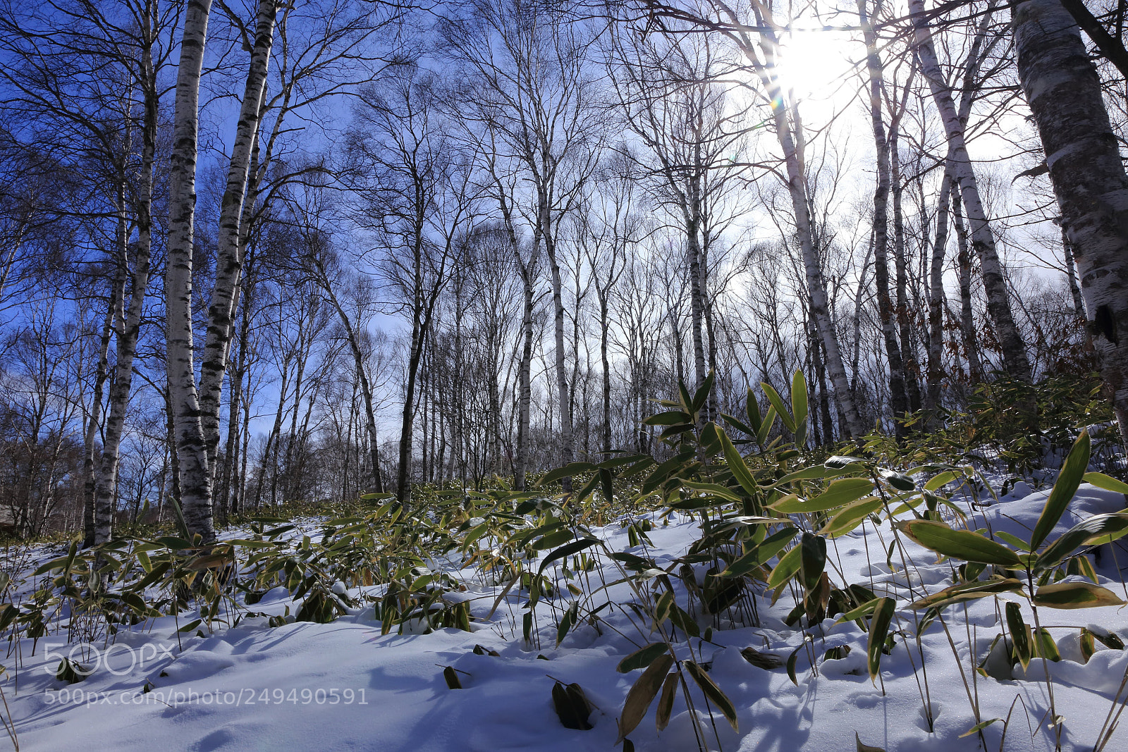 Canon EF 24-70mm F2.8L II USM sample photo. Yachiho・nagano・japan photography