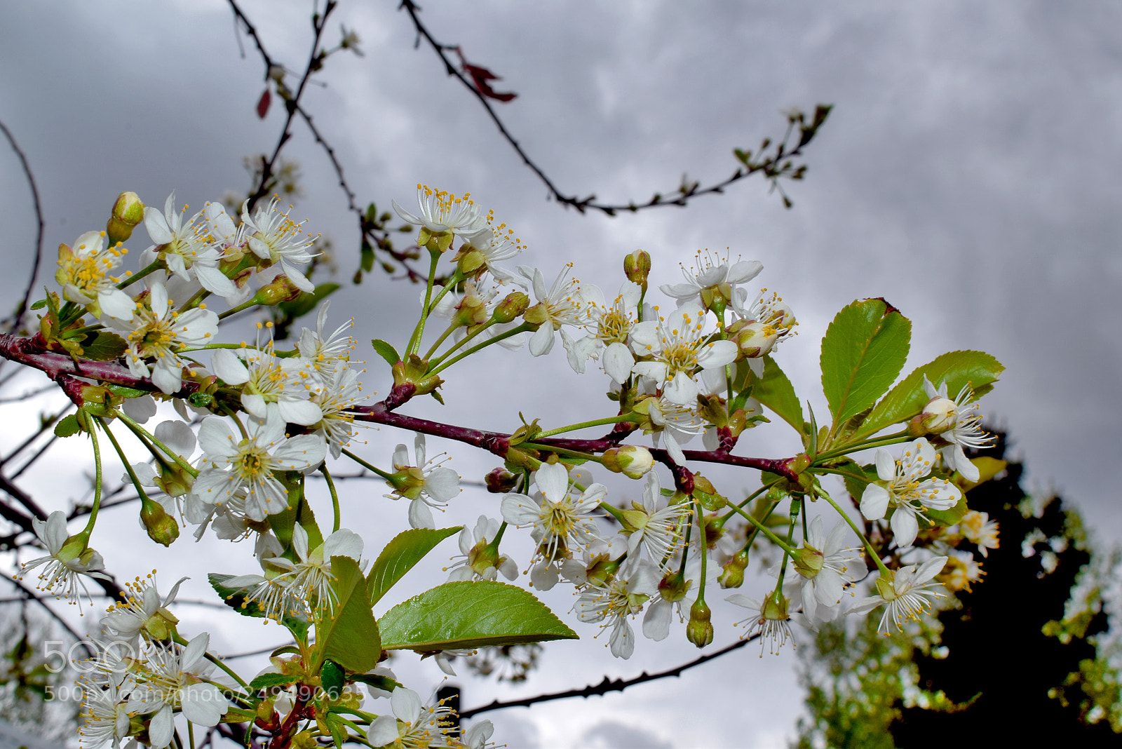 Nikon D3300 sample photo. Весна photography