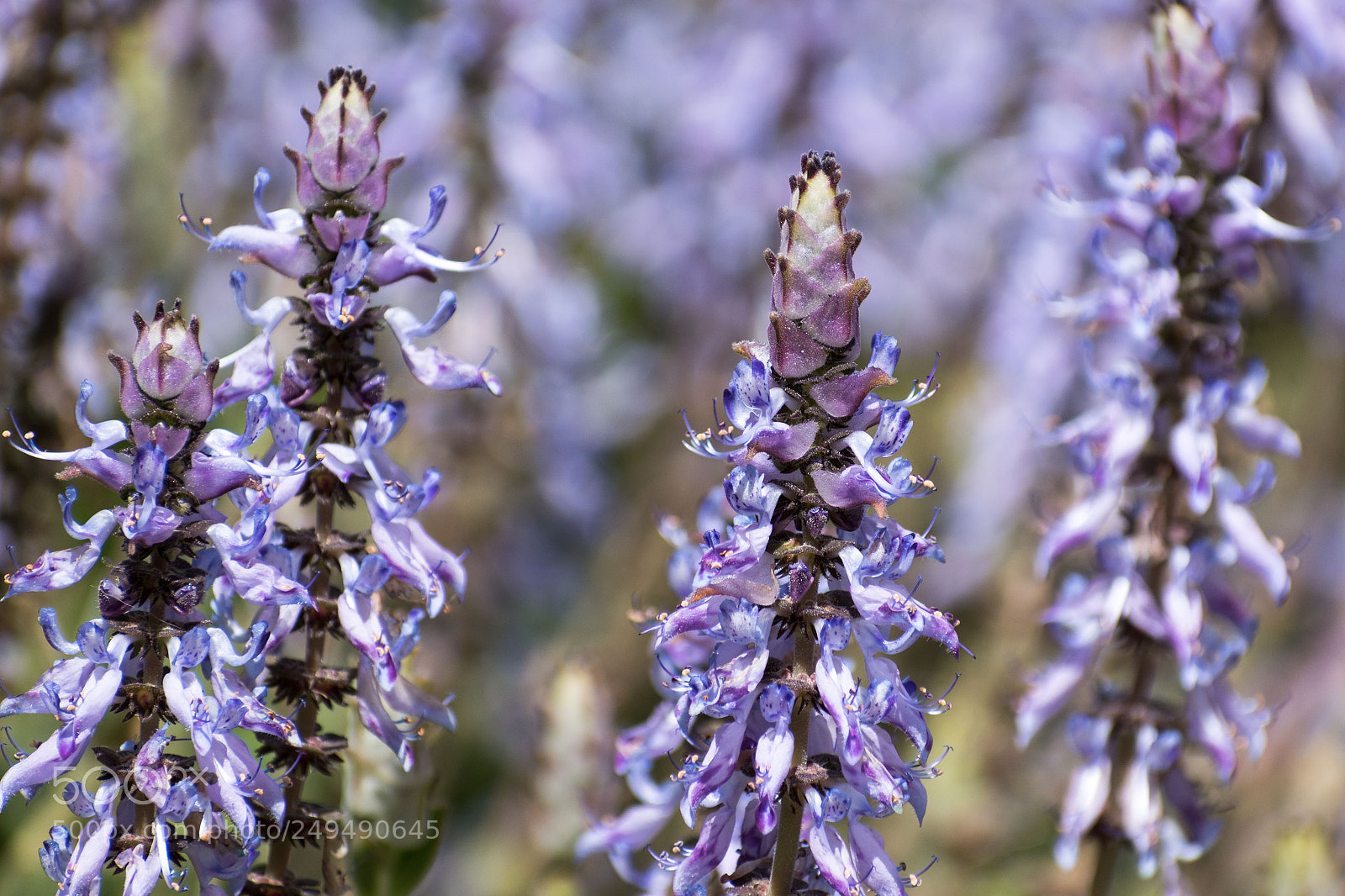 Nikon D5600 sample photo. Springtime photography