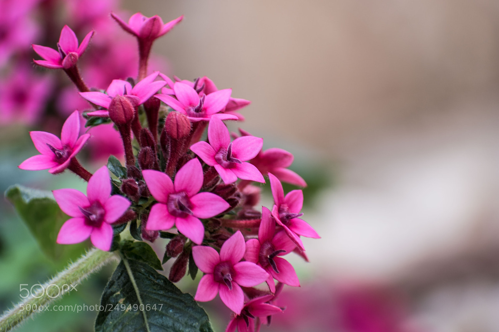 Nikon D5600 sample photo. Springtime photography