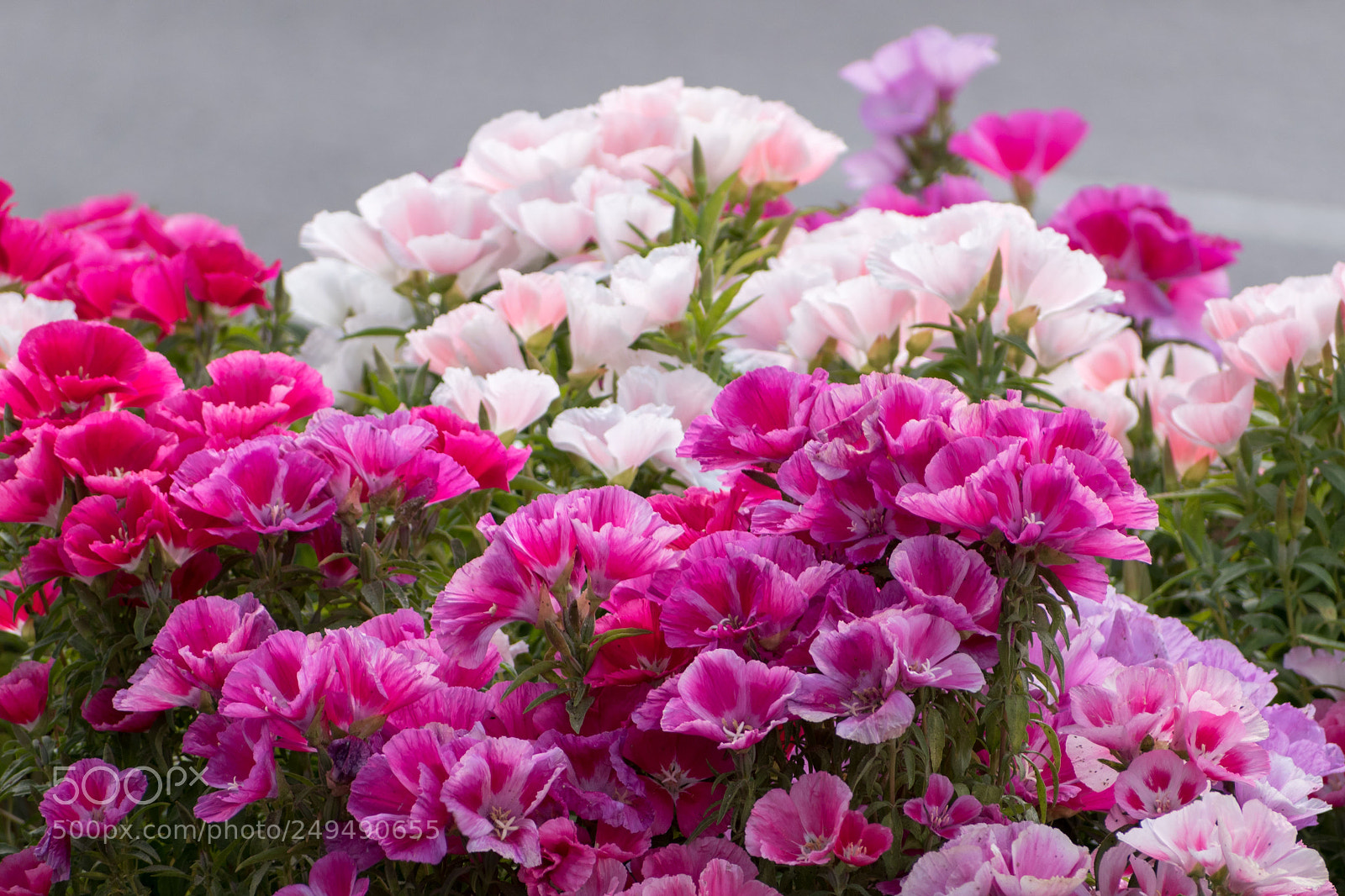 Nikon D5600 sample photo. Springtime photography