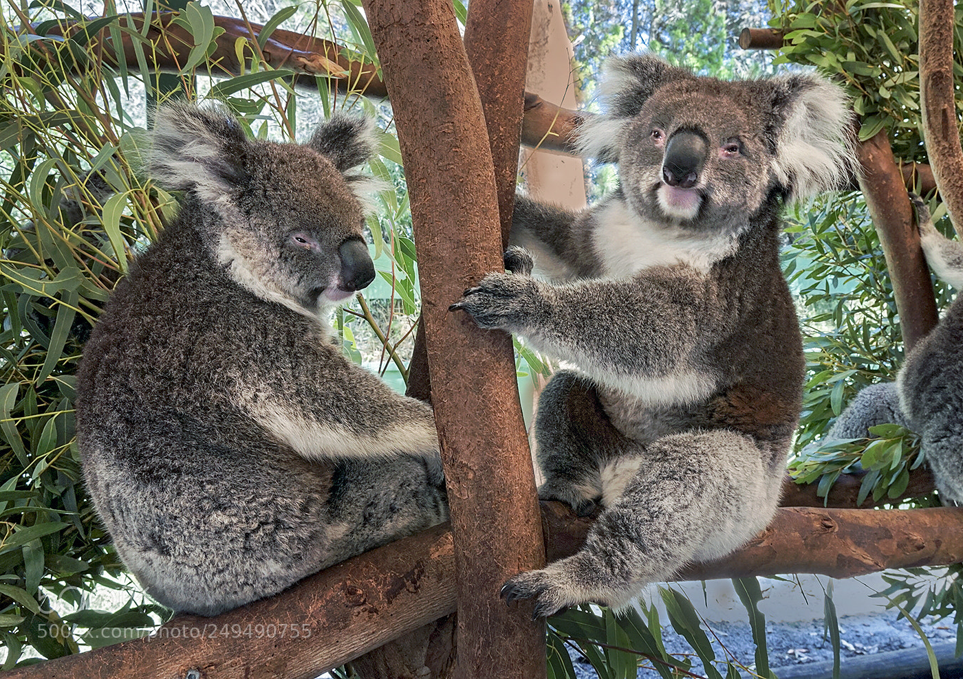 Sony a6000 sample photo. Koala bears photography