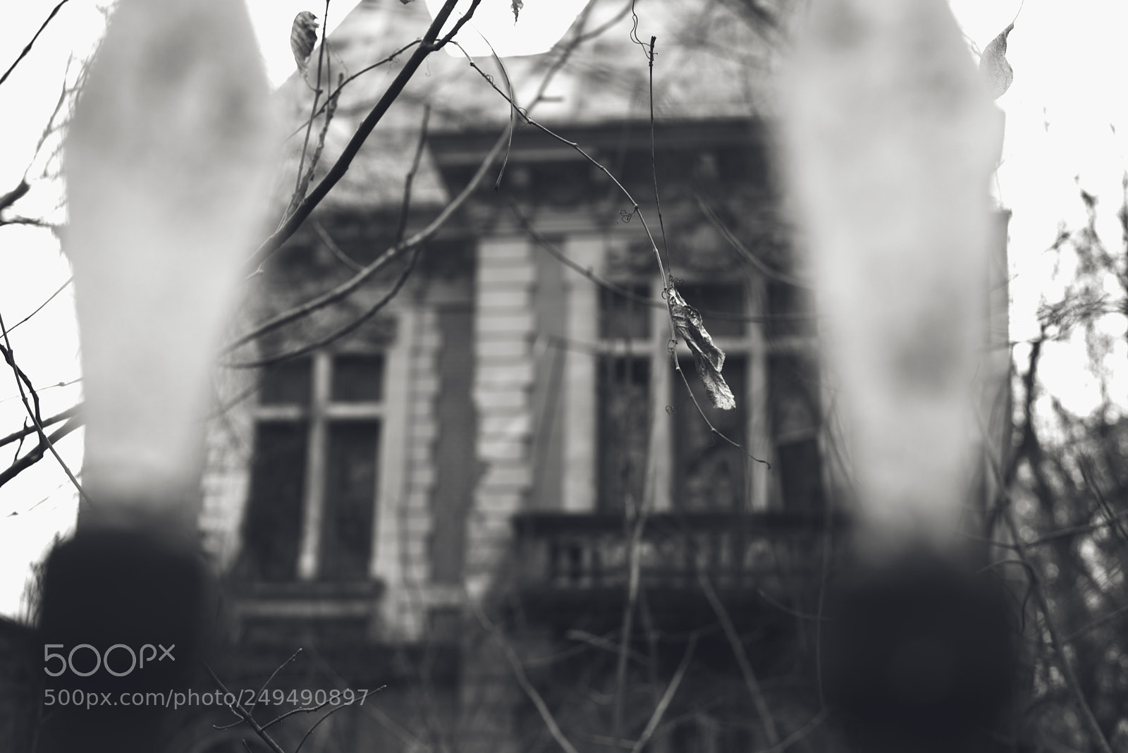 Nikon D610 sample photo. The leave photography