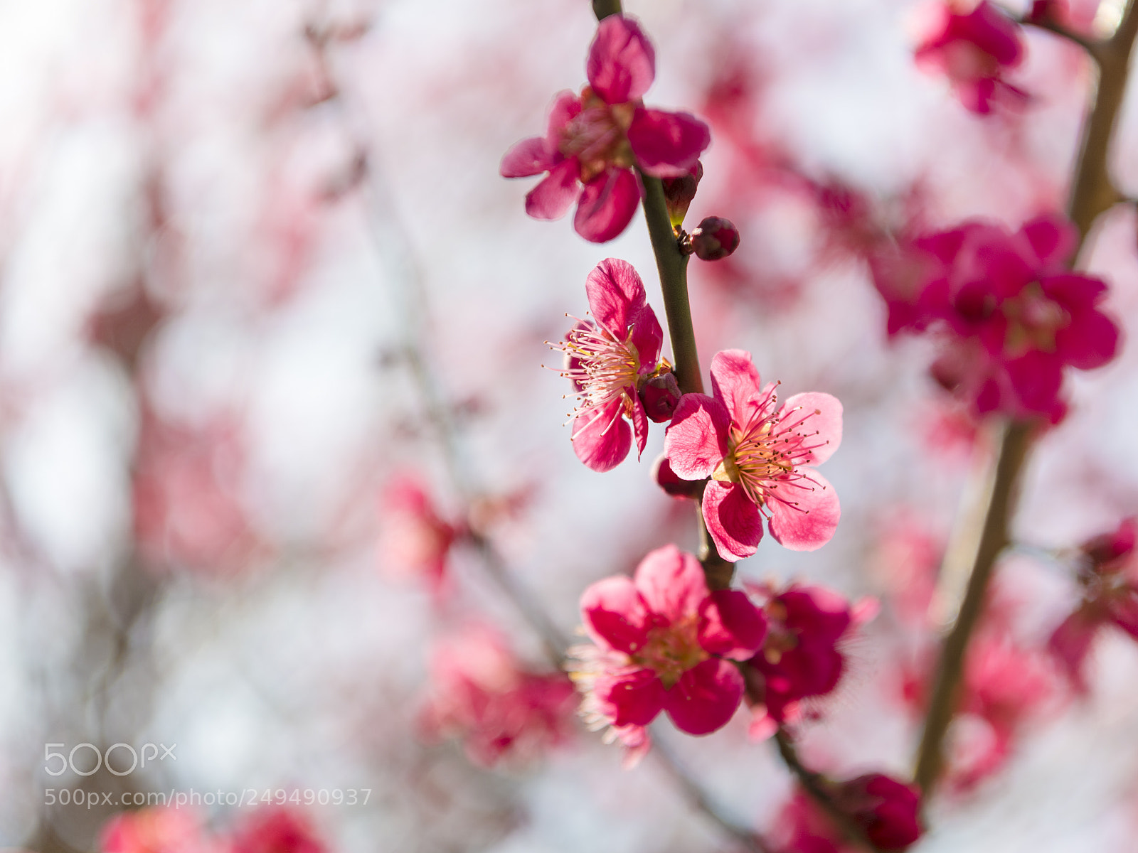 Nikon D5 sample photo. Red plum photography