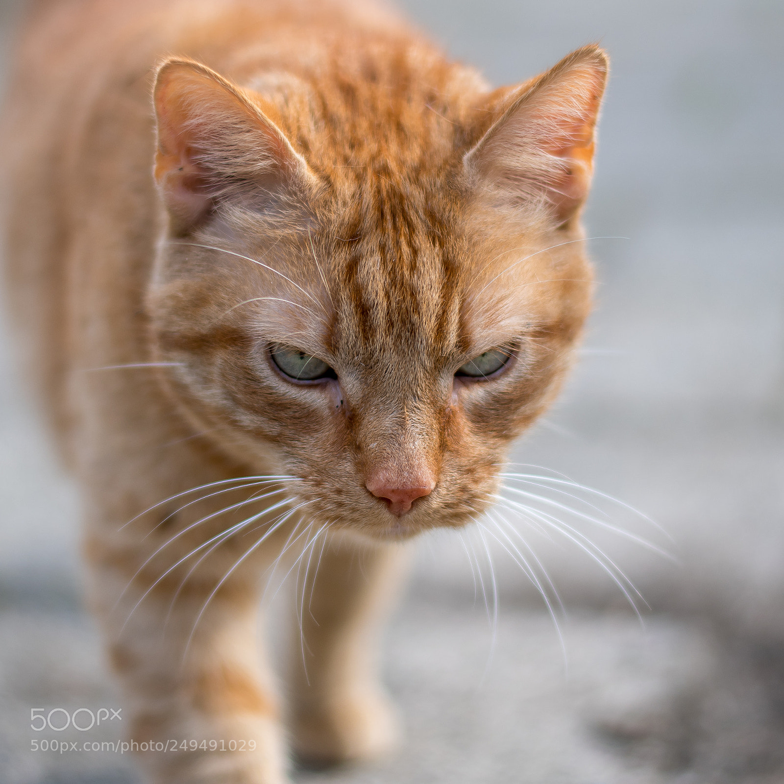 Nikon D500 sample photo. Cat urby photography
