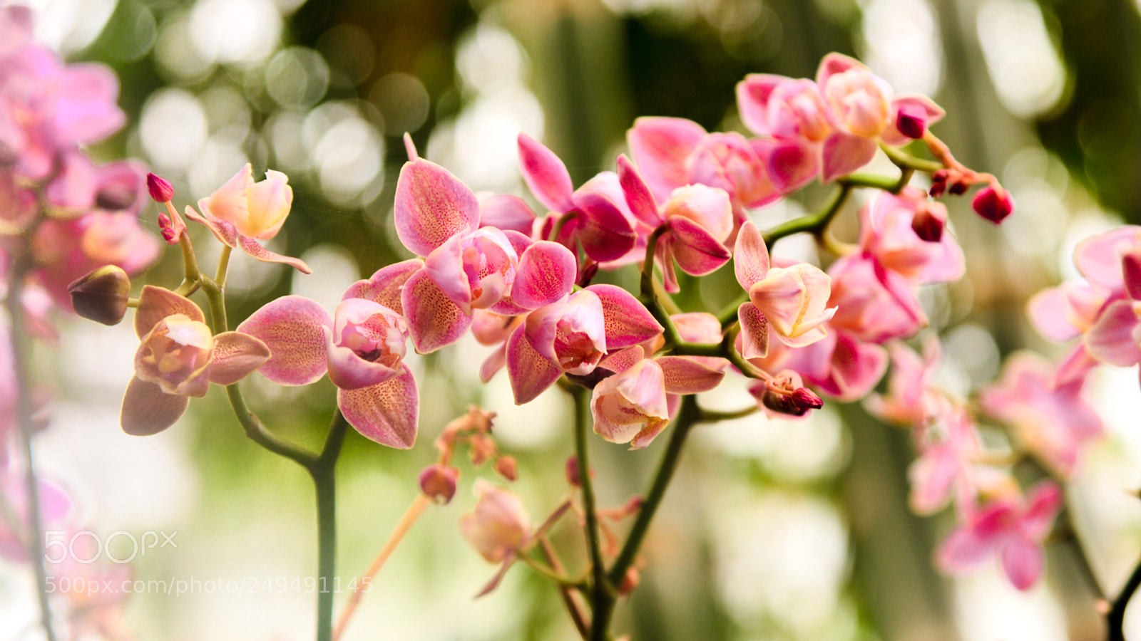 Nikon D610 sample photo. Orchid photography