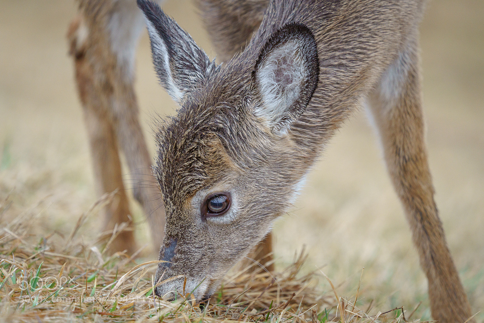 Sony a7R III sample photo. Deer photography