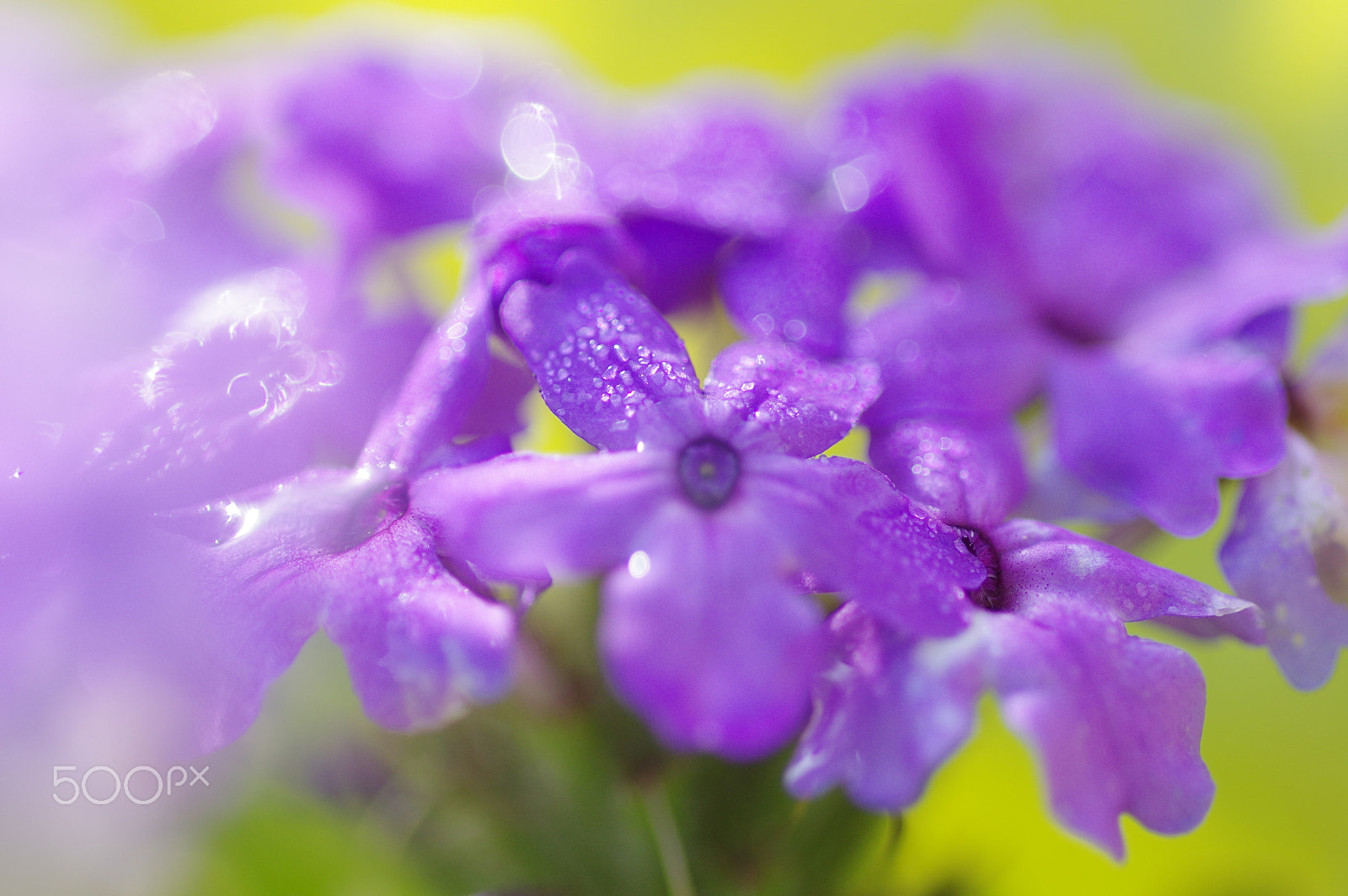 Pentax K-3 II + Pentax smc D-FA 100mm F2.8 Macro WR sample photo. Little flowers purple photography