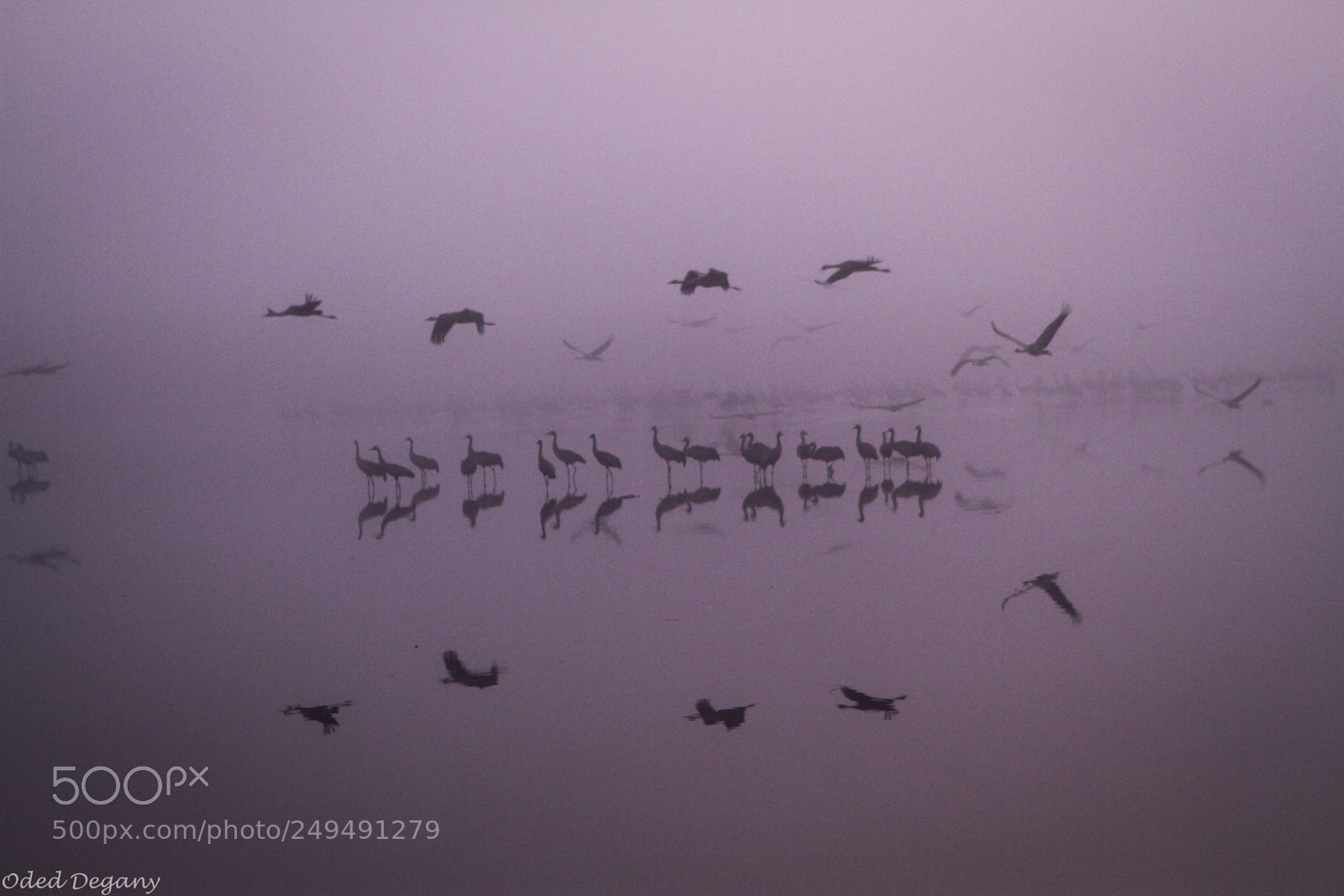 Canon EOS 7D sample photo. Cranes at dawn photography