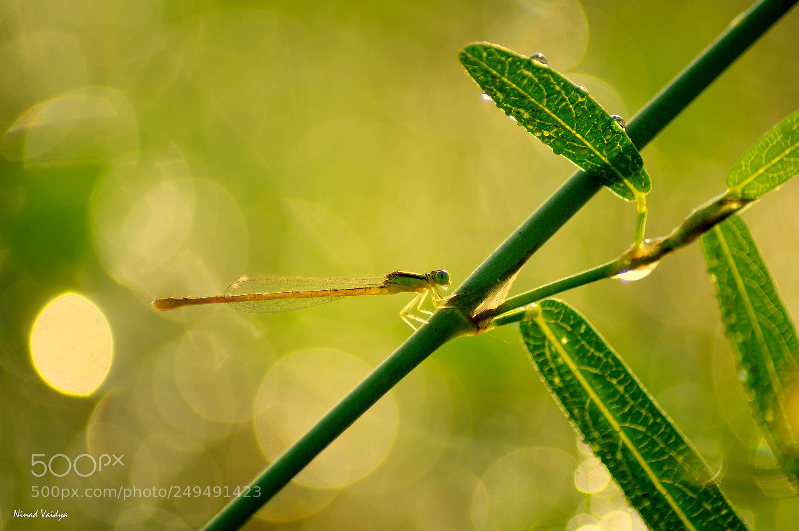 Sony SLT-A58 sample photo. Damselfly photography