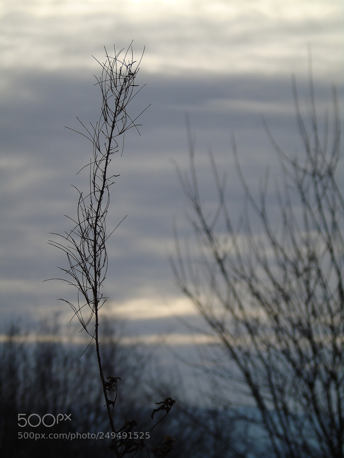 Sony Cyber-shot DSC-H400 sample photo. Misty morning, silhouetted seed photography