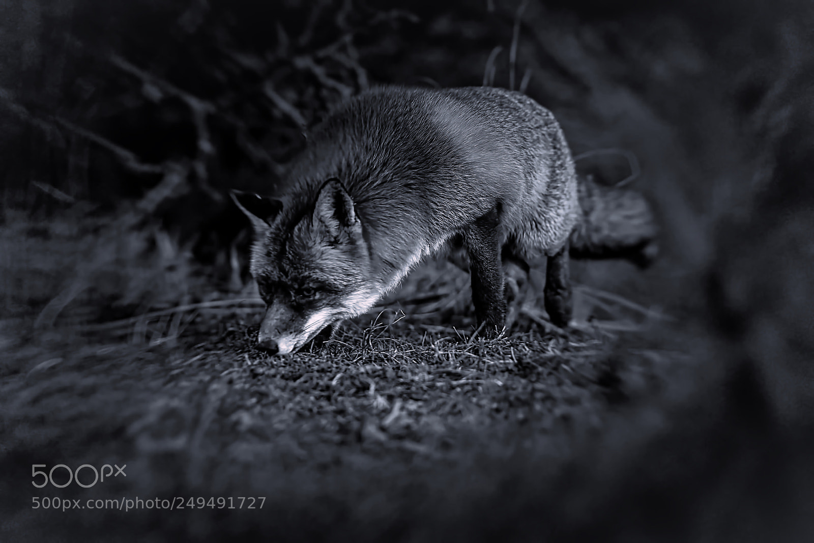 Sony a7R III sample photo. Fox v-1-4 black white-night photography