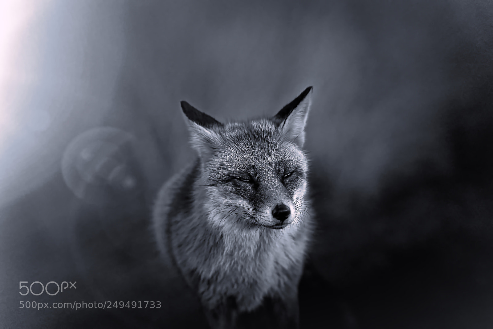 Sony a7R III sample photo. Fox v-1-4 black white-night photography