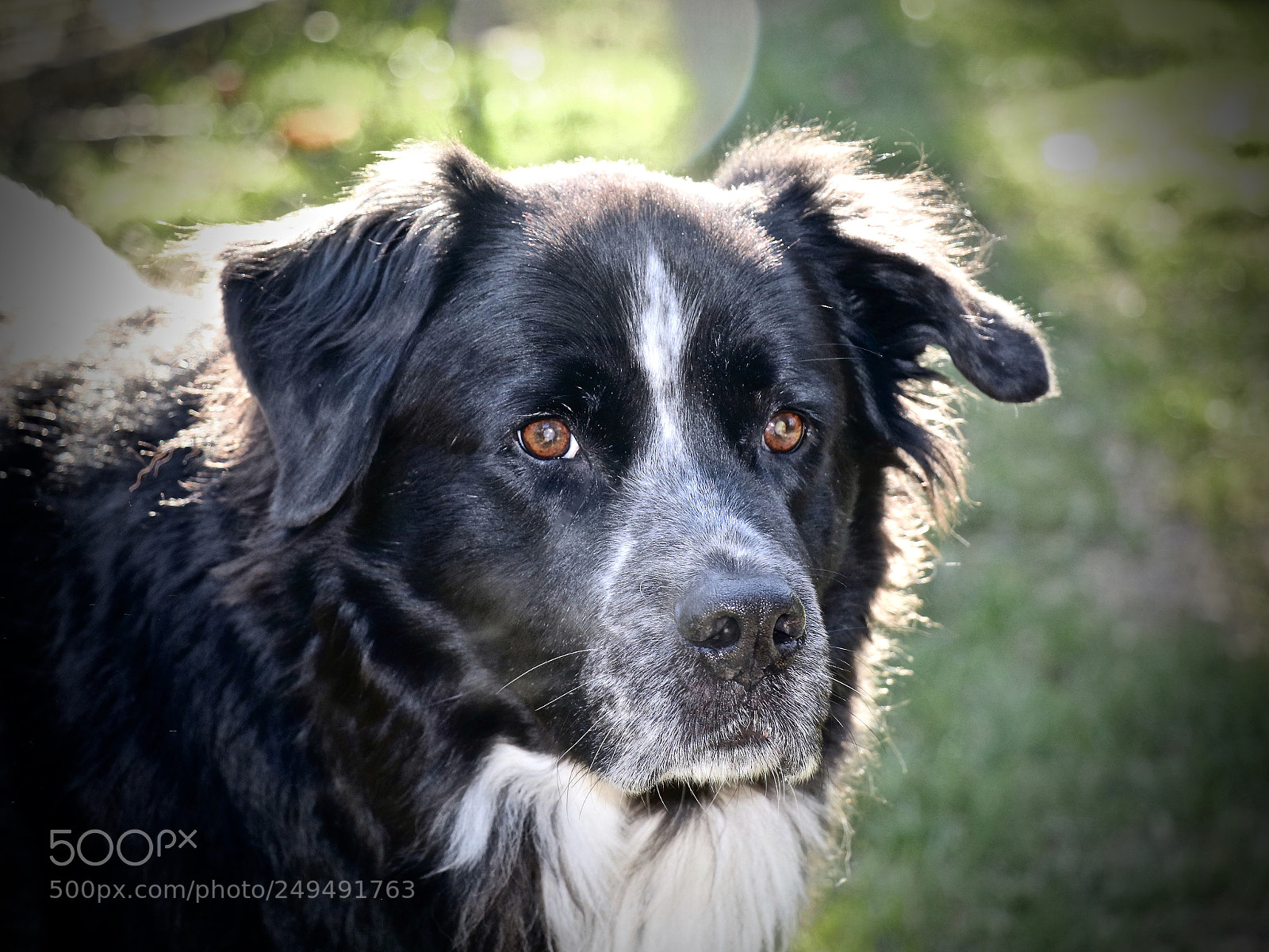 Canon EOS 80D sample photo. Bear the aussie shepherd photography