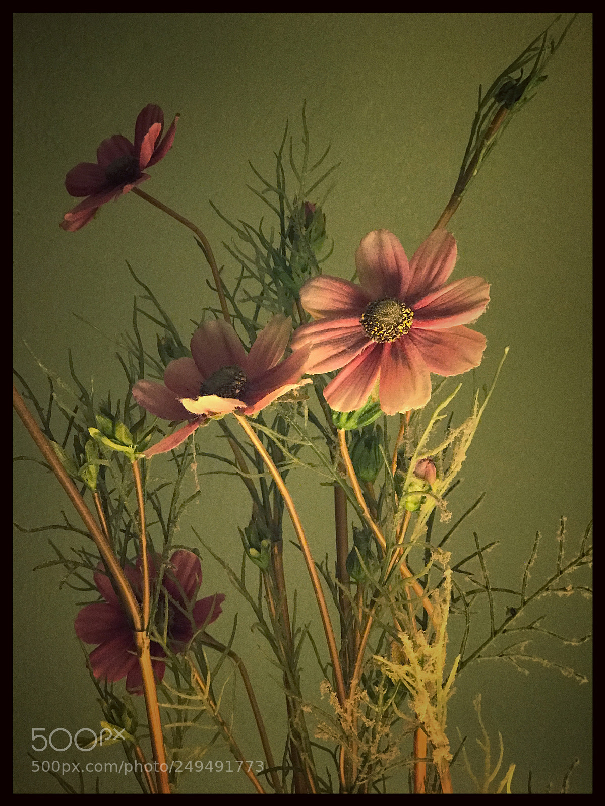 Apple iPhone 7 Plus sample photo. Flowers in the guest photography