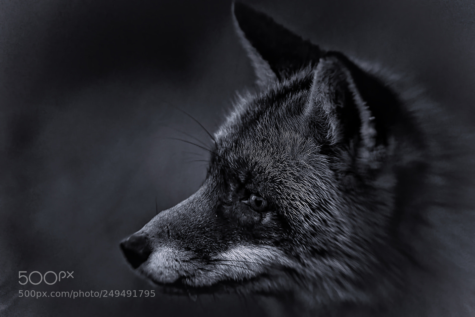Sony a7R III sample photo. Fox v-1-4 black white-night photography