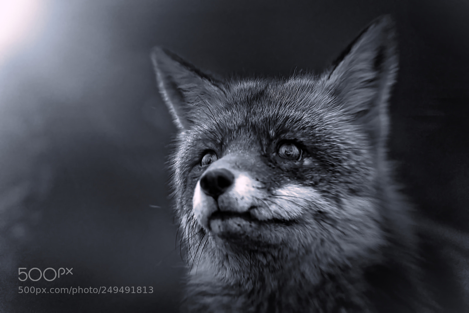 Sony a7R III sample photo. Fox v-1-4 black white-night photography
