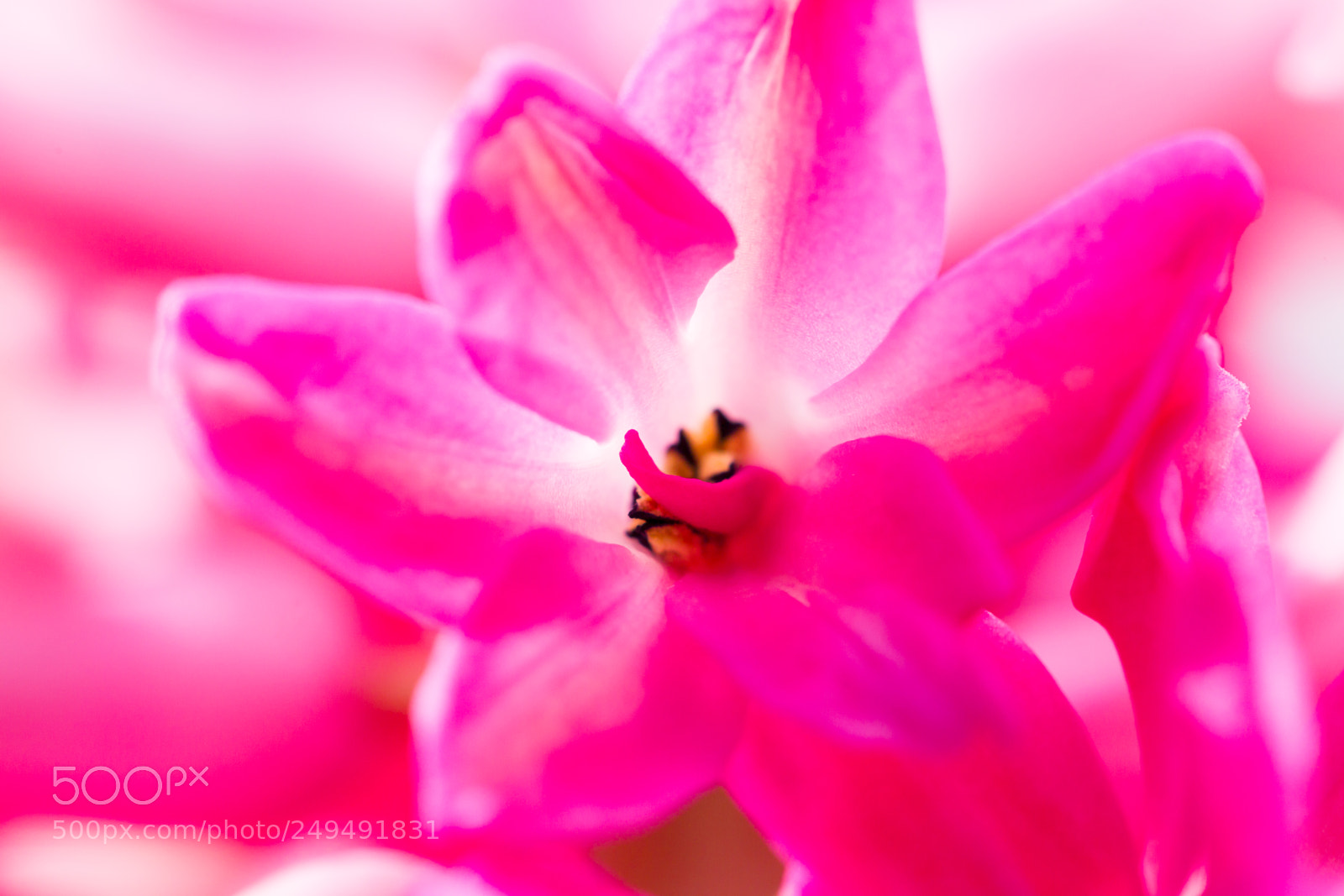 Canon EOS-1D Mark IV sample photo. Macro. a flower of photography