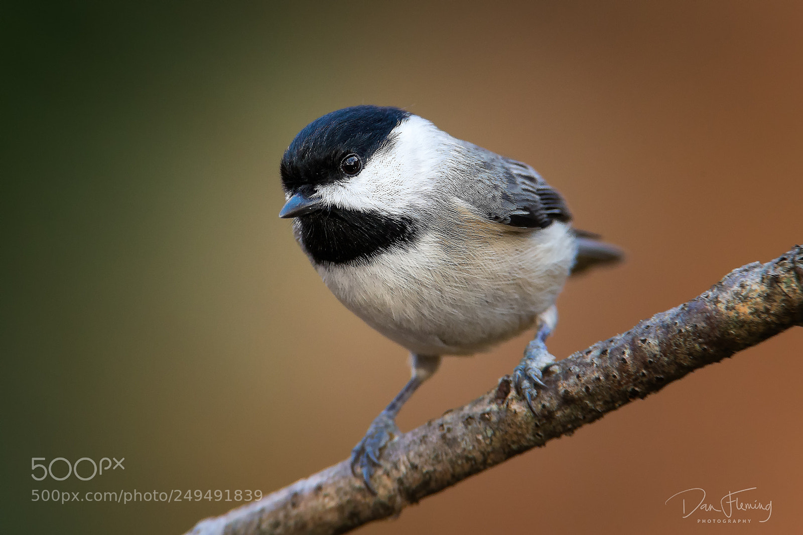 Canon EOS-1D X sample photo. Carolina chickadee photography