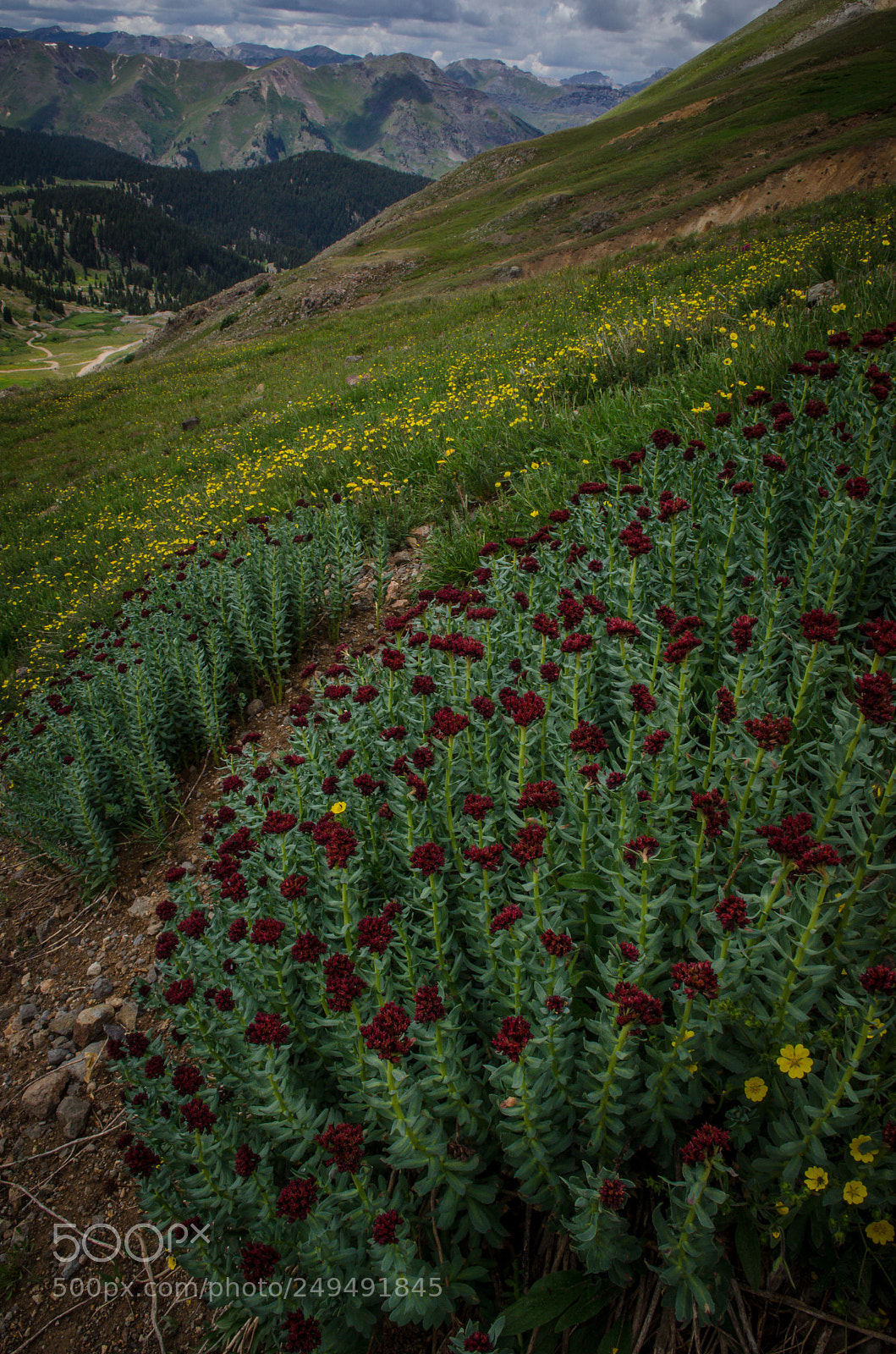 Nikon D7000 sample photo. Hillside colors photography
