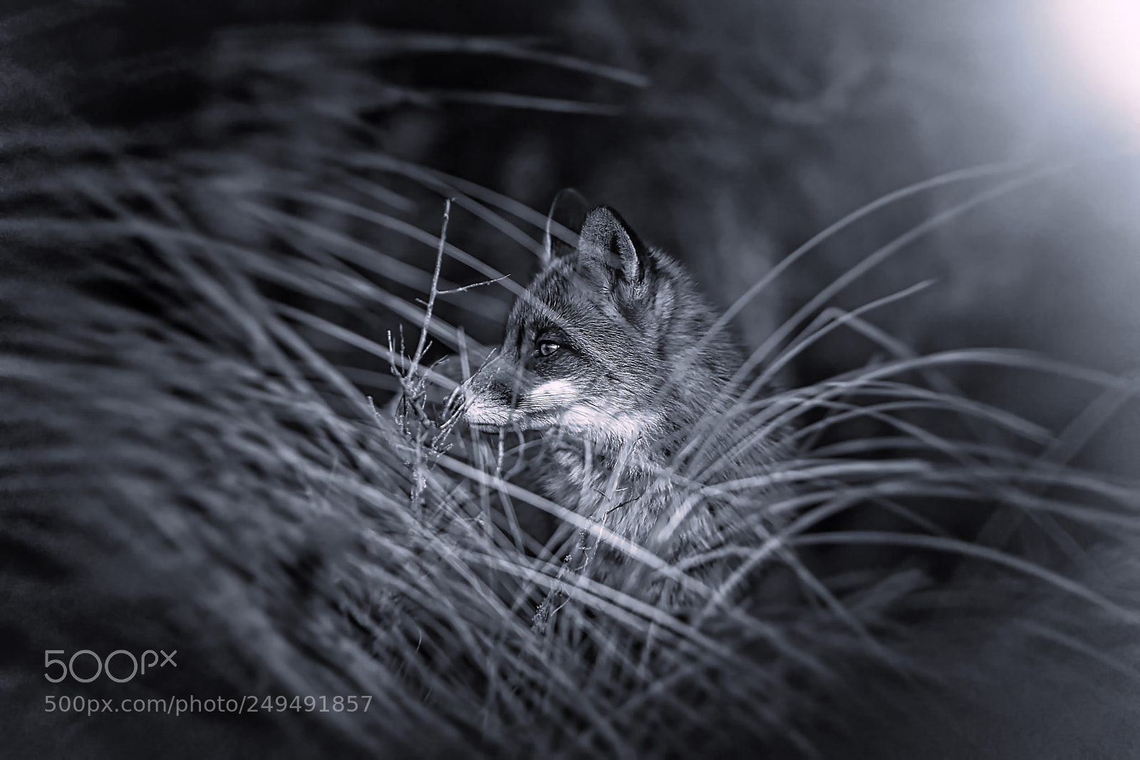 Sony a7R III sample photo. Fox v-1-4 black white-night photography