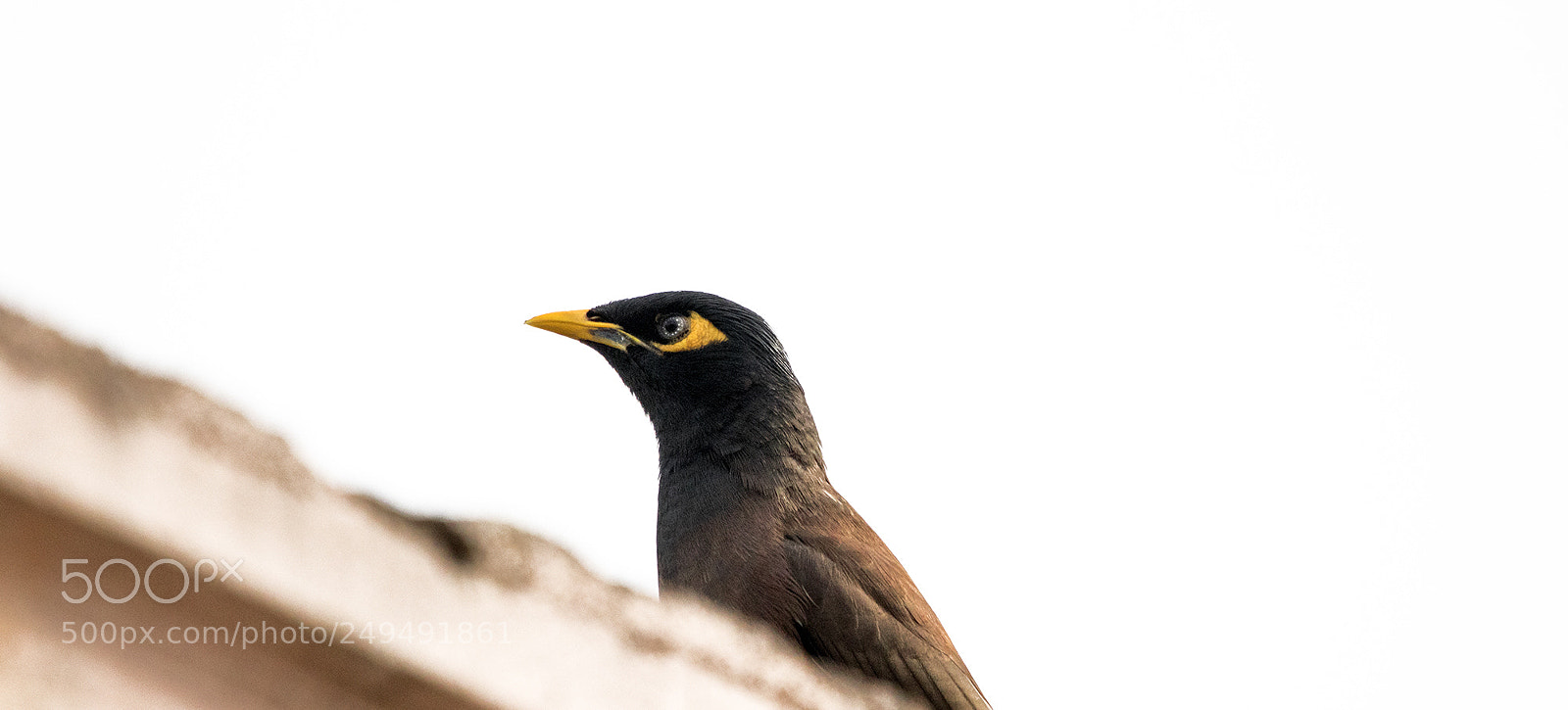 Canon EOS 80D sample photo. Starling with stars in photography